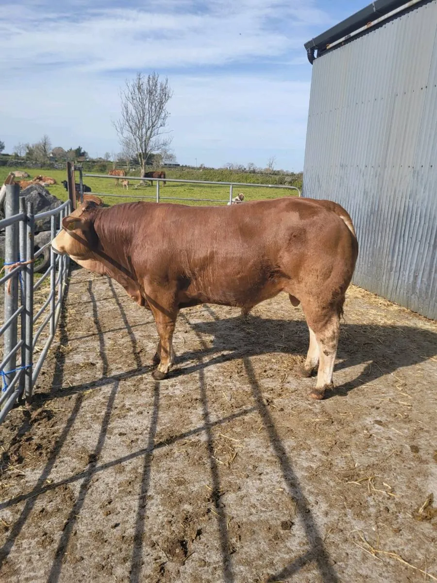 Limousin bulls - Image 1