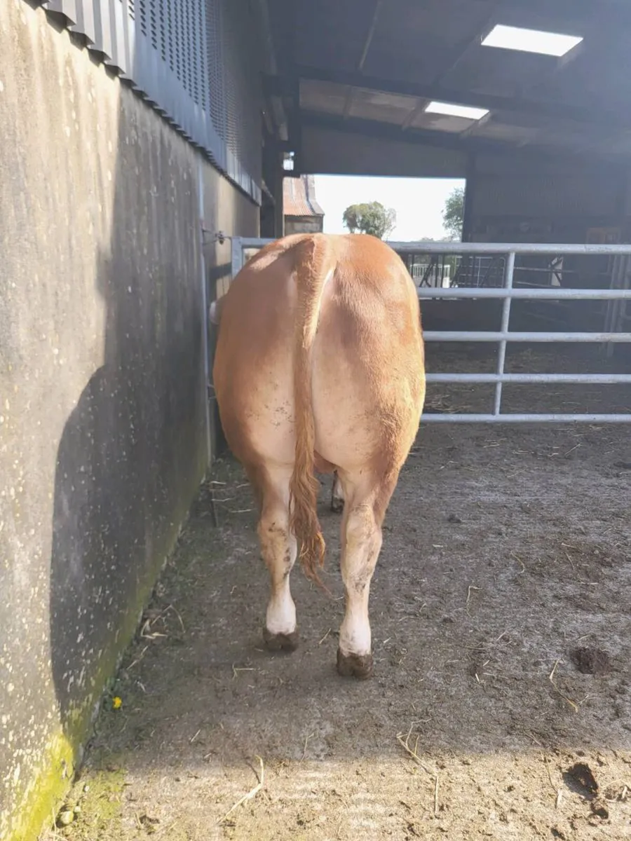 Limousin bulls - Image 2