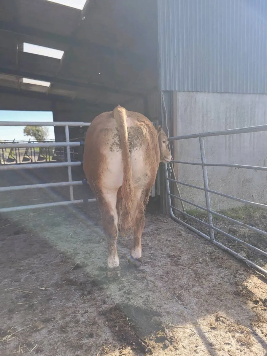 Limousin bulls - Image 3