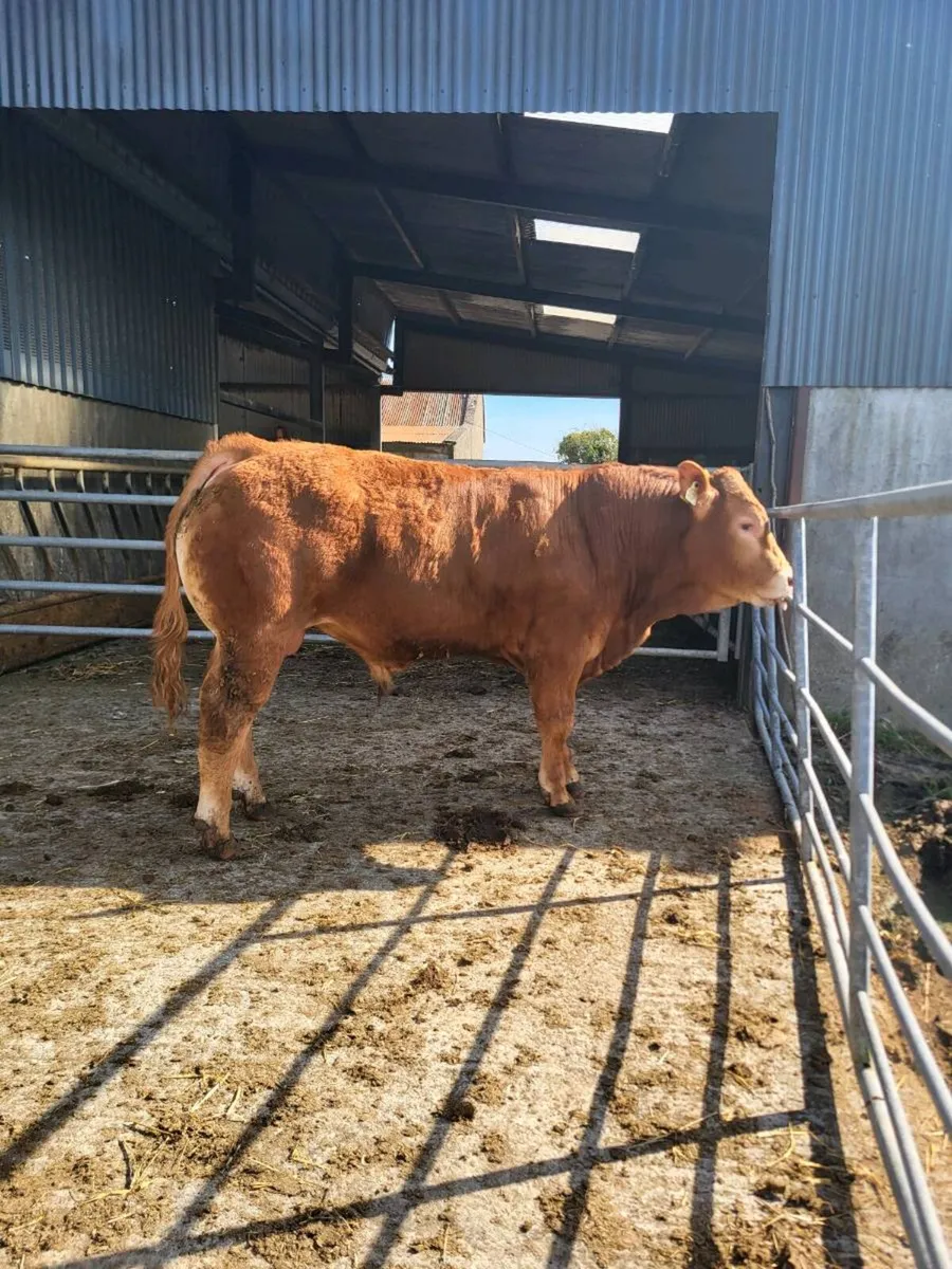 Limousin bulls - Image 4