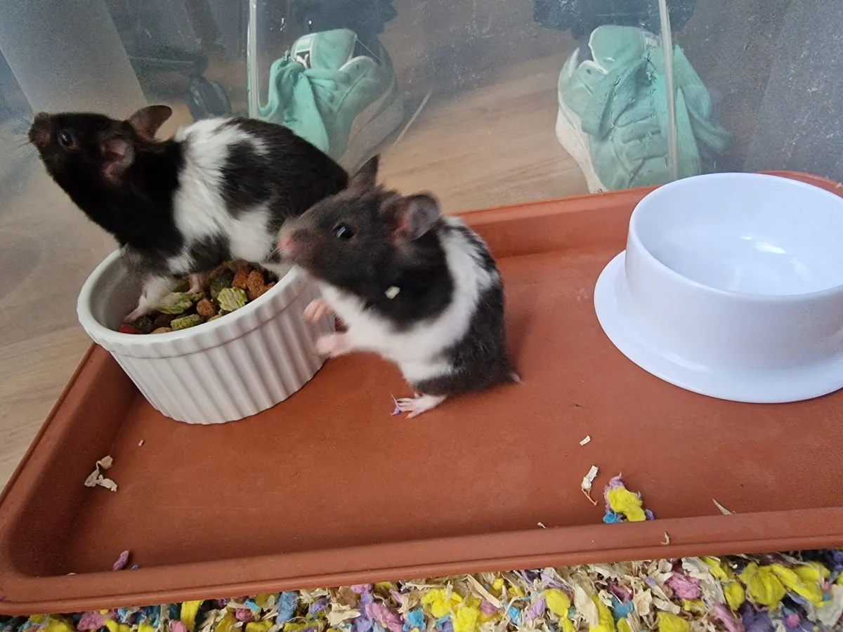 Hamsters - Image 1