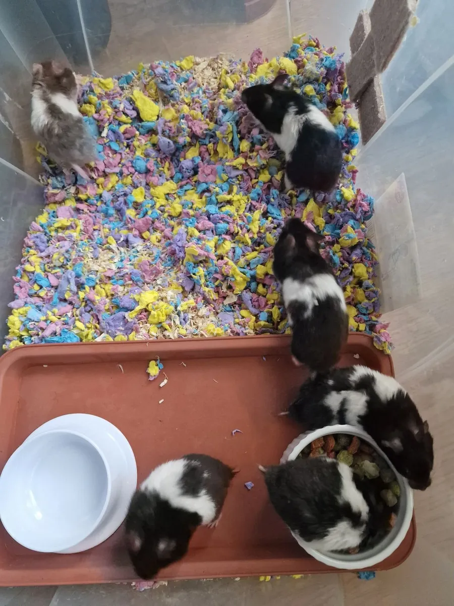 Hamsters - Image 2