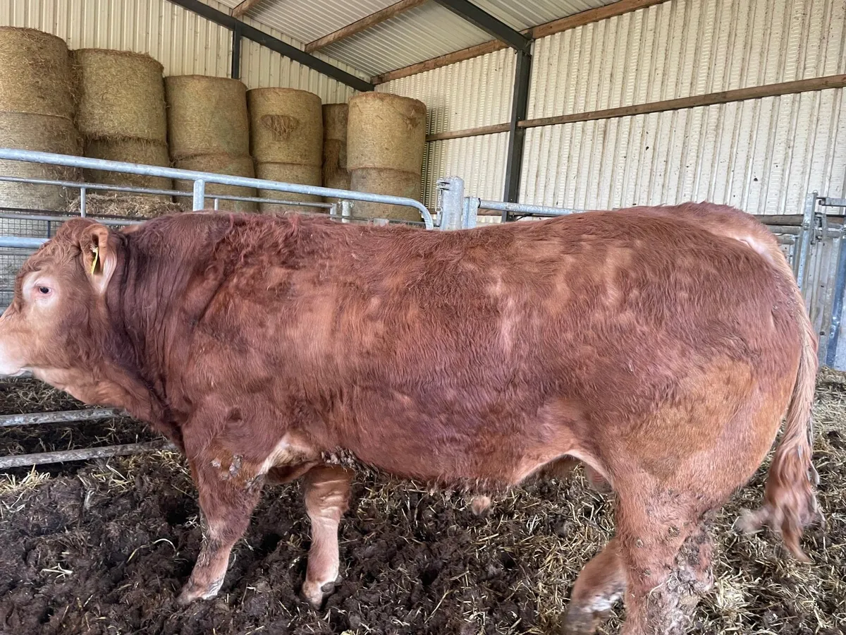Purebred Limousine Bulls - Image 1