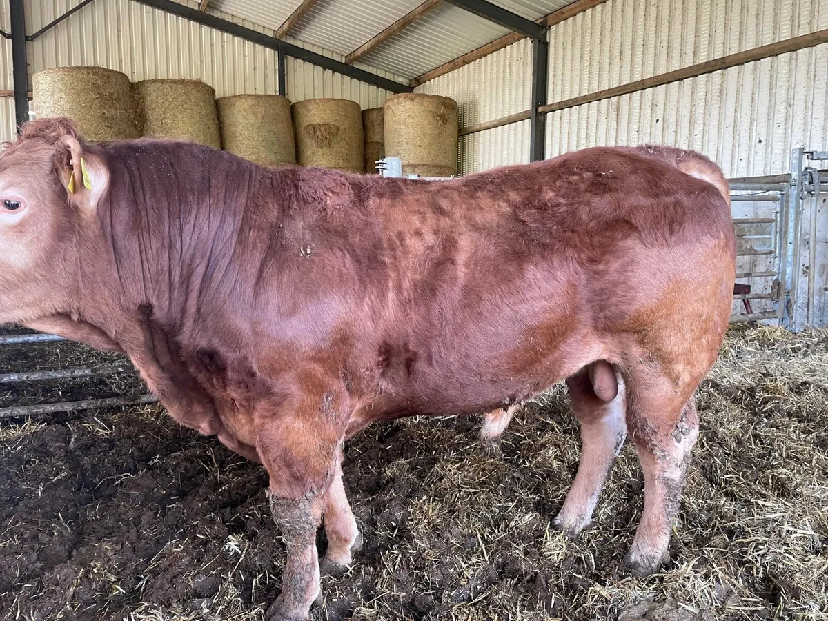 Purebred Limousine Bulls - Image 2