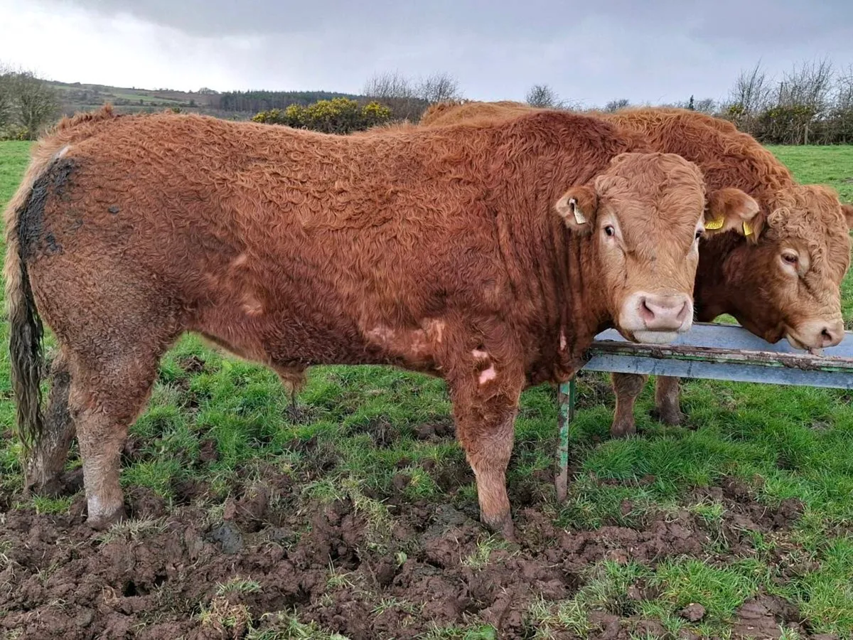 2 registered pedigree limousin  bulls - Image 3