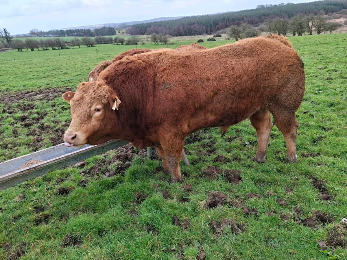 2 registered pedigree limousin  bulls - Image 4