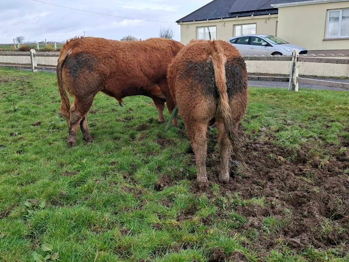 2 registered pedigree limousin  bulls - Image 1