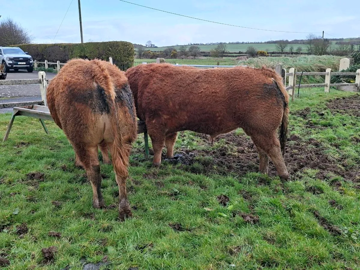 2 registered pedigree limousin  bulls - Image 2