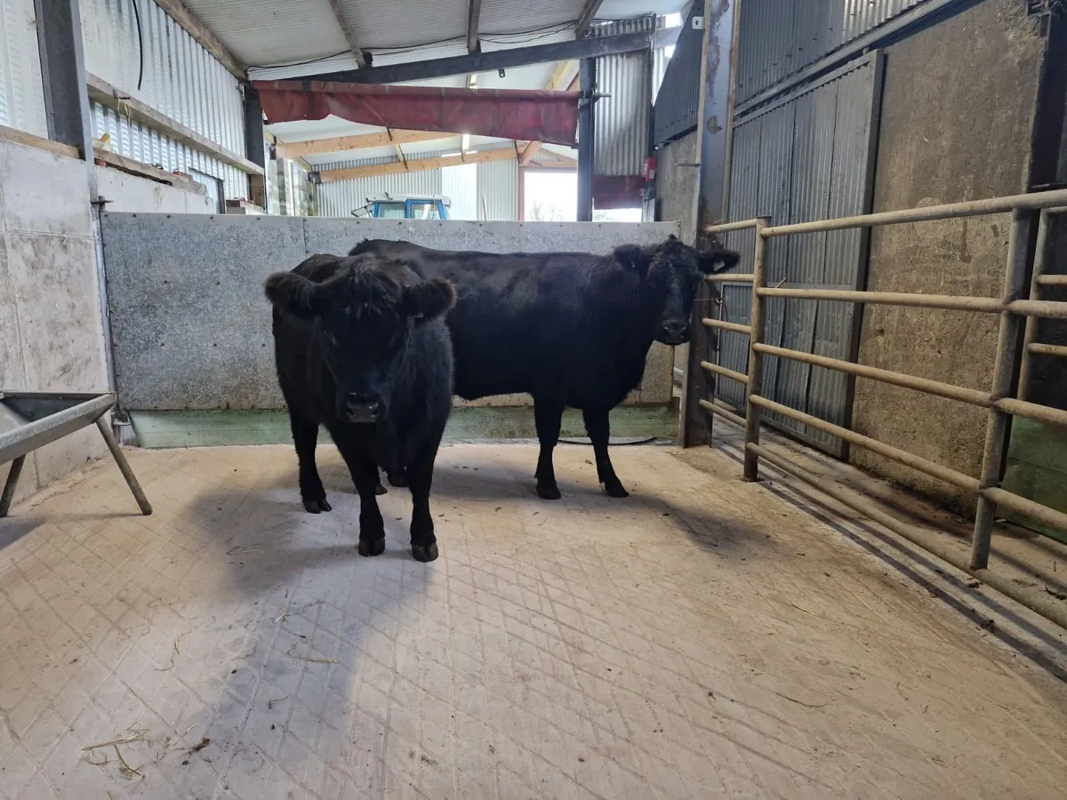 Purebred angus heifers - Image 1