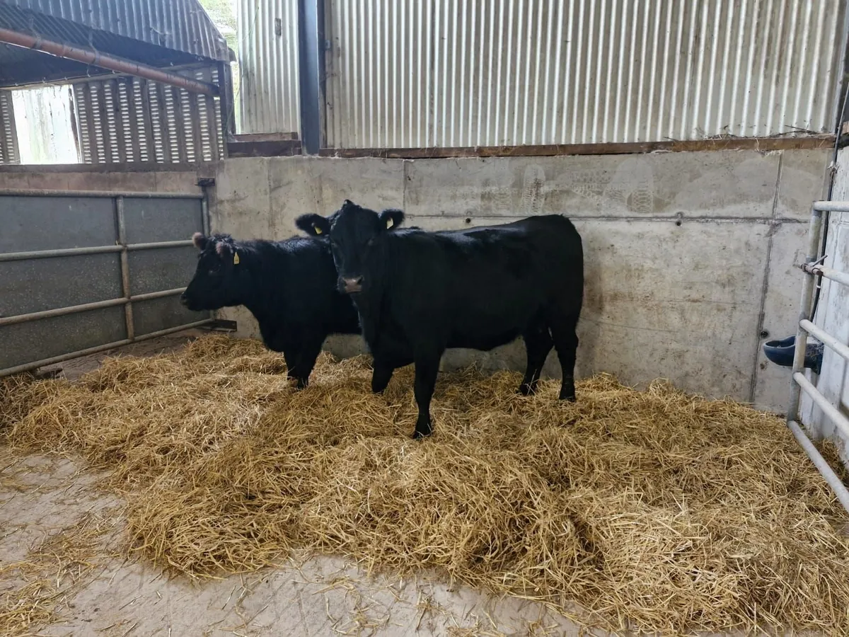 Purebred angus heifers - Image 2
