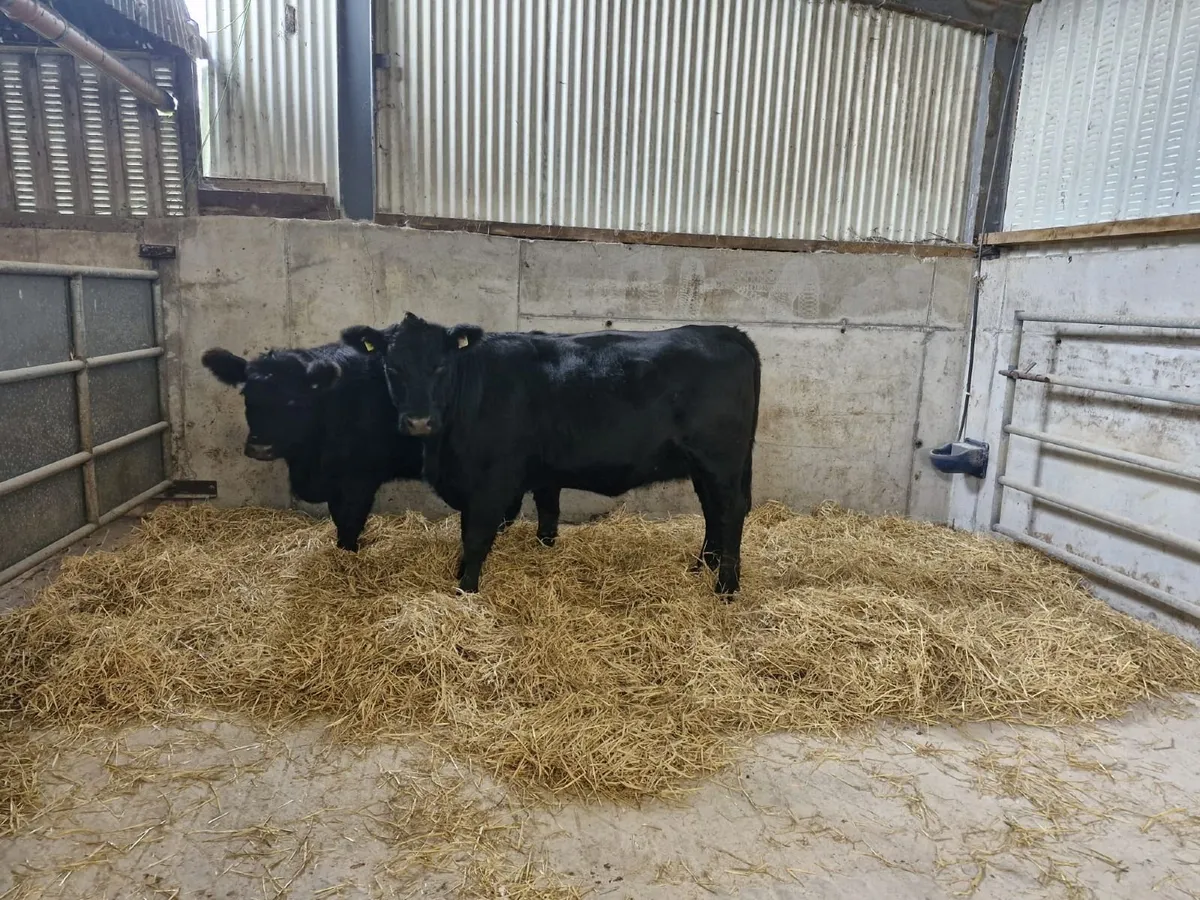 Purebred angus heifers - Image 3