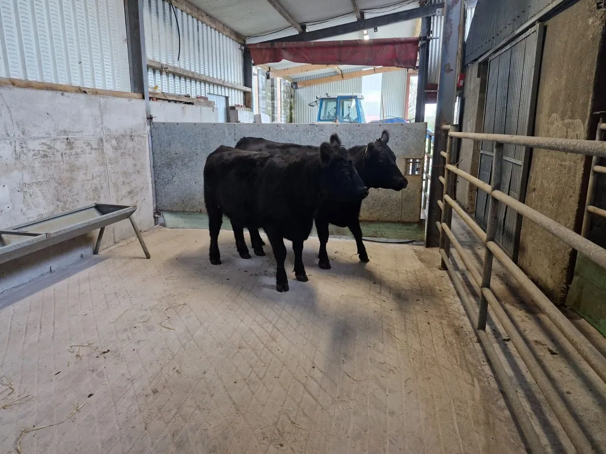 Purebred angus heifers - Image 4
