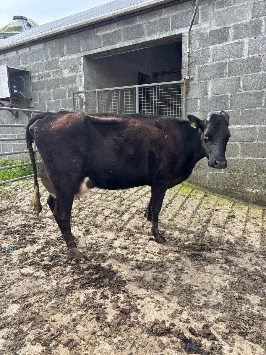 Freshly calved cows/ Springers - Image 1