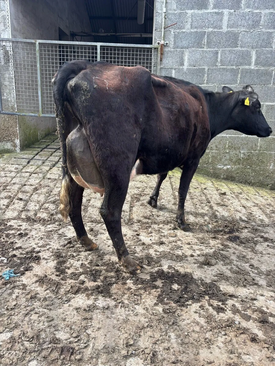 Freshly calved cows/ Springers - Image 2