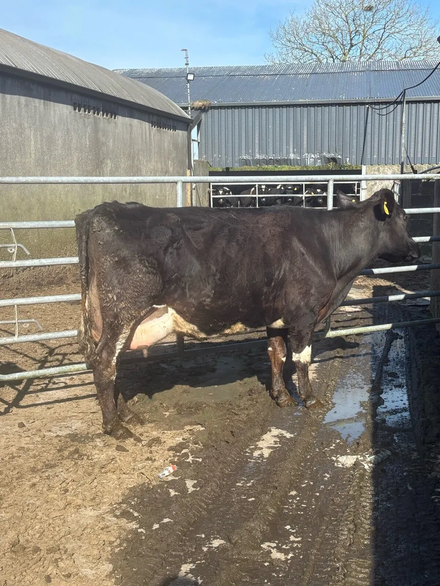 Freshly calved cows/ Springers - Image 3