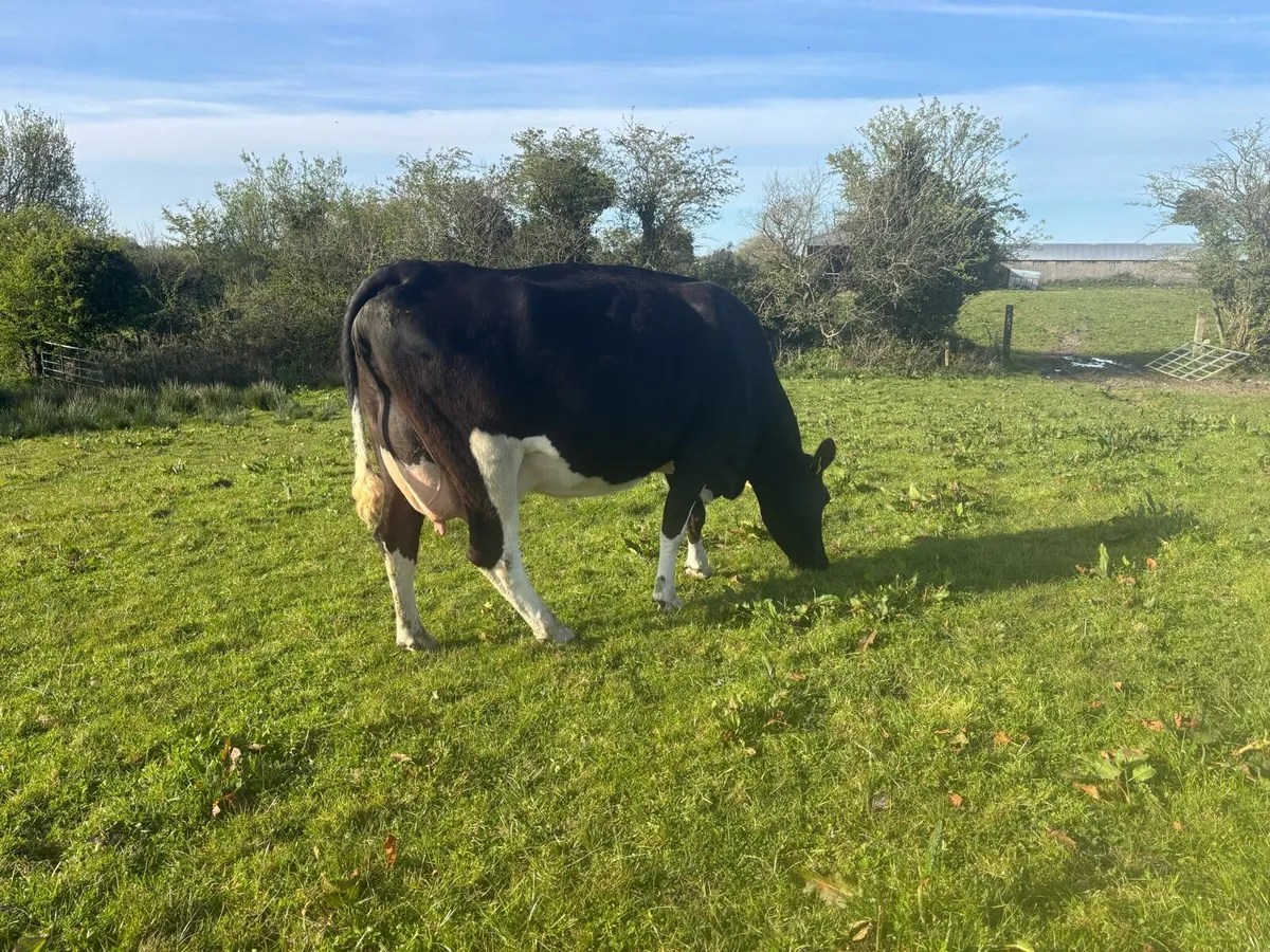 Freshly calved cows/ Springers - Image 4