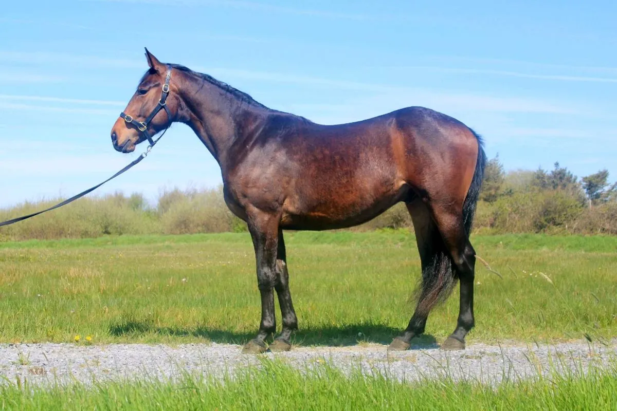3yo 16.1 ISH Gelding - Image 1