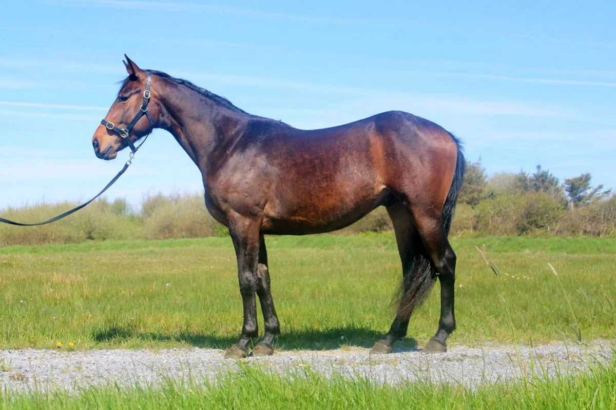 3yo 16.1 ISH Gelding - Image 2