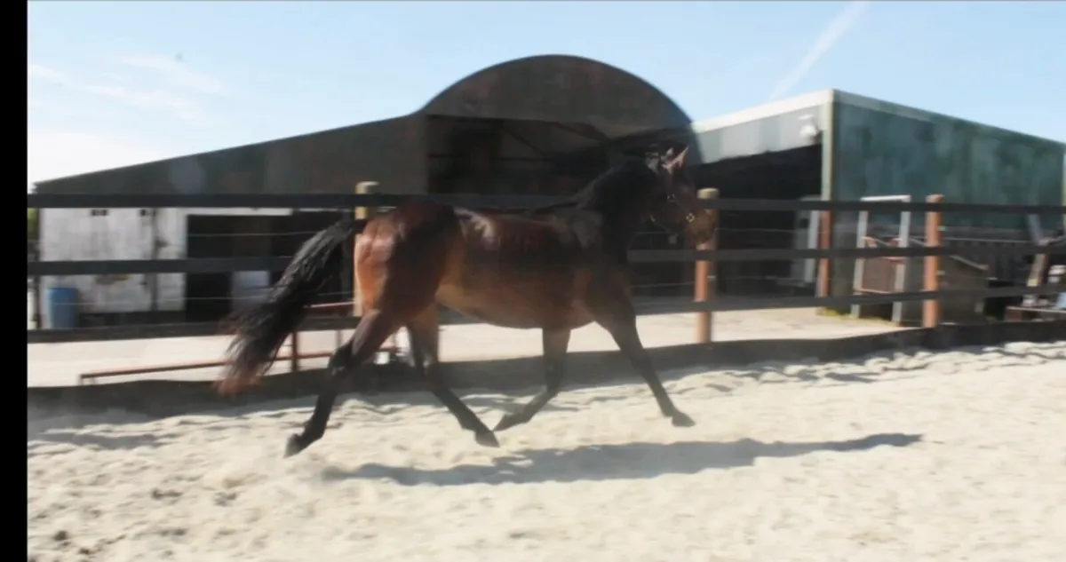3yo 16.1 ISH Gelding - Image 3