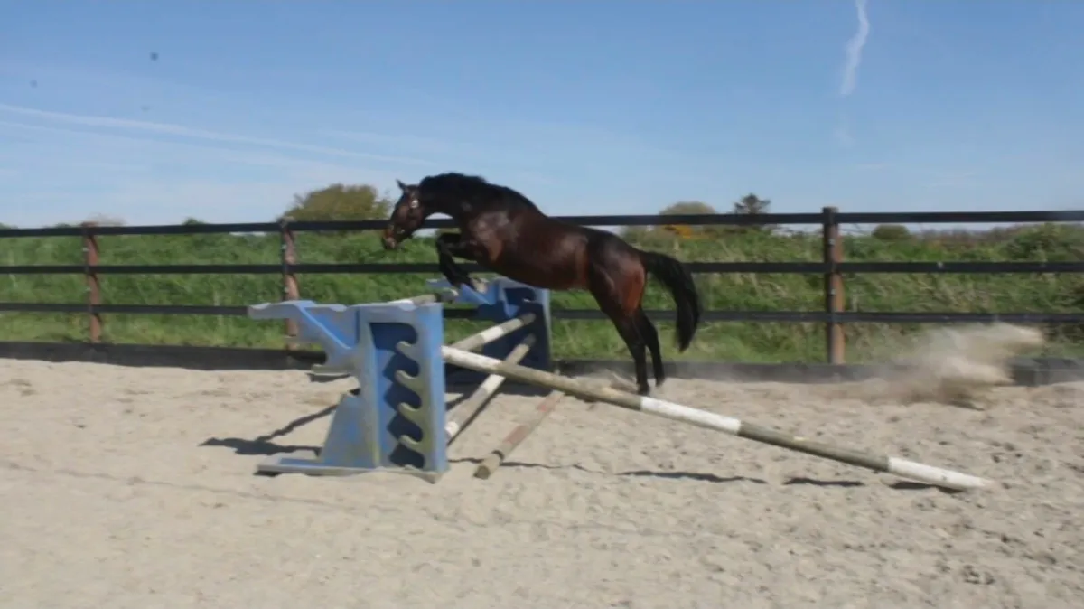 3yo 16.1 ISH Gelding - Image 4