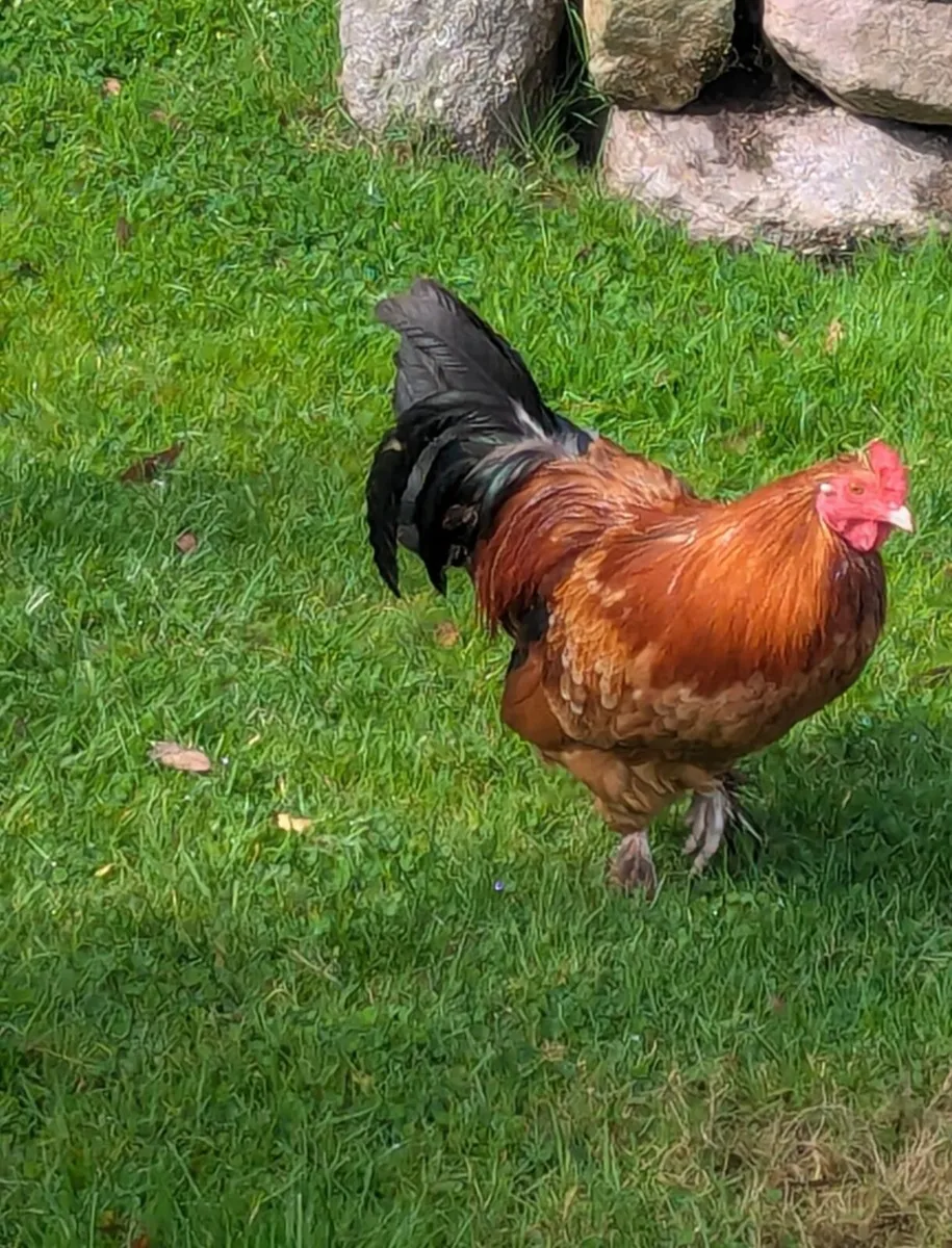 Rooster - Image 1