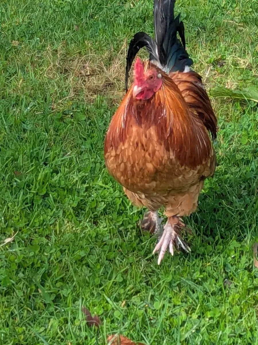 Rooster - Image 2