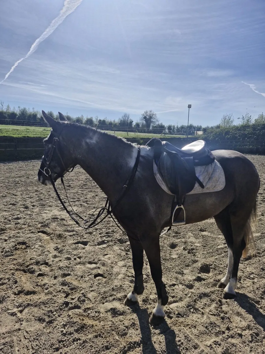 14.2 gelding - Image 3