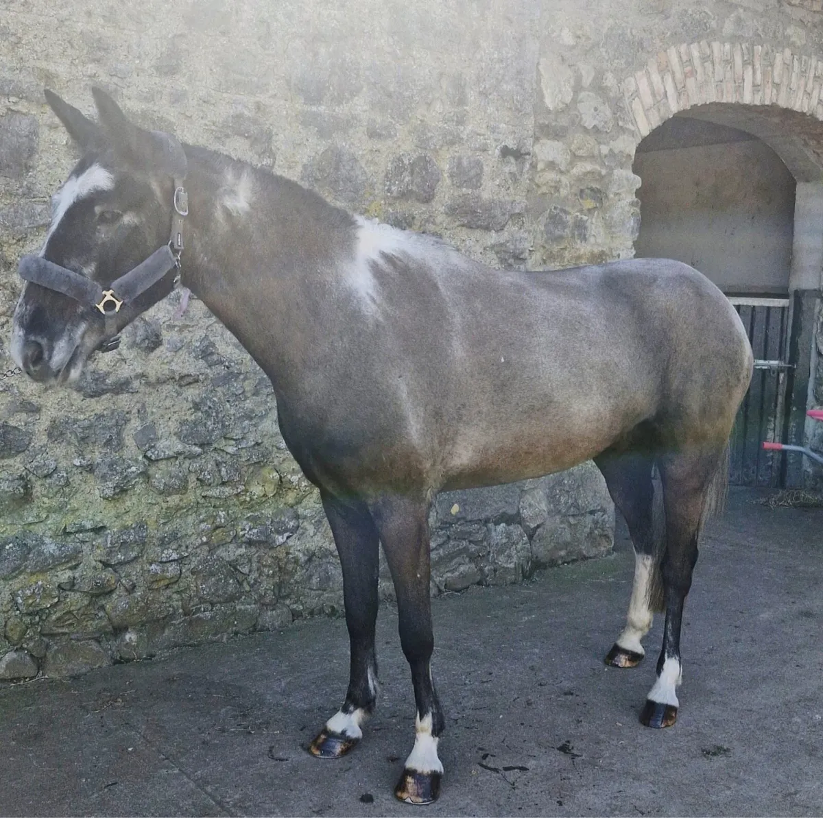 14.2 gelding - Image 1