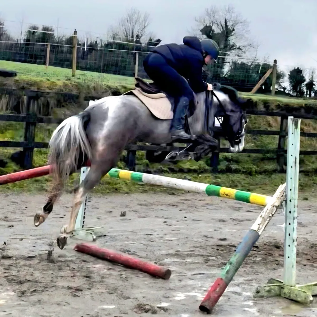 14.2 gelding - Image 2