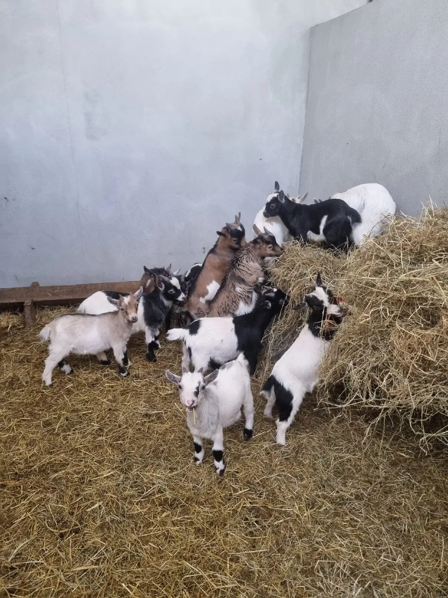 💥💥Pigmy goats 💥💥 - Image 2