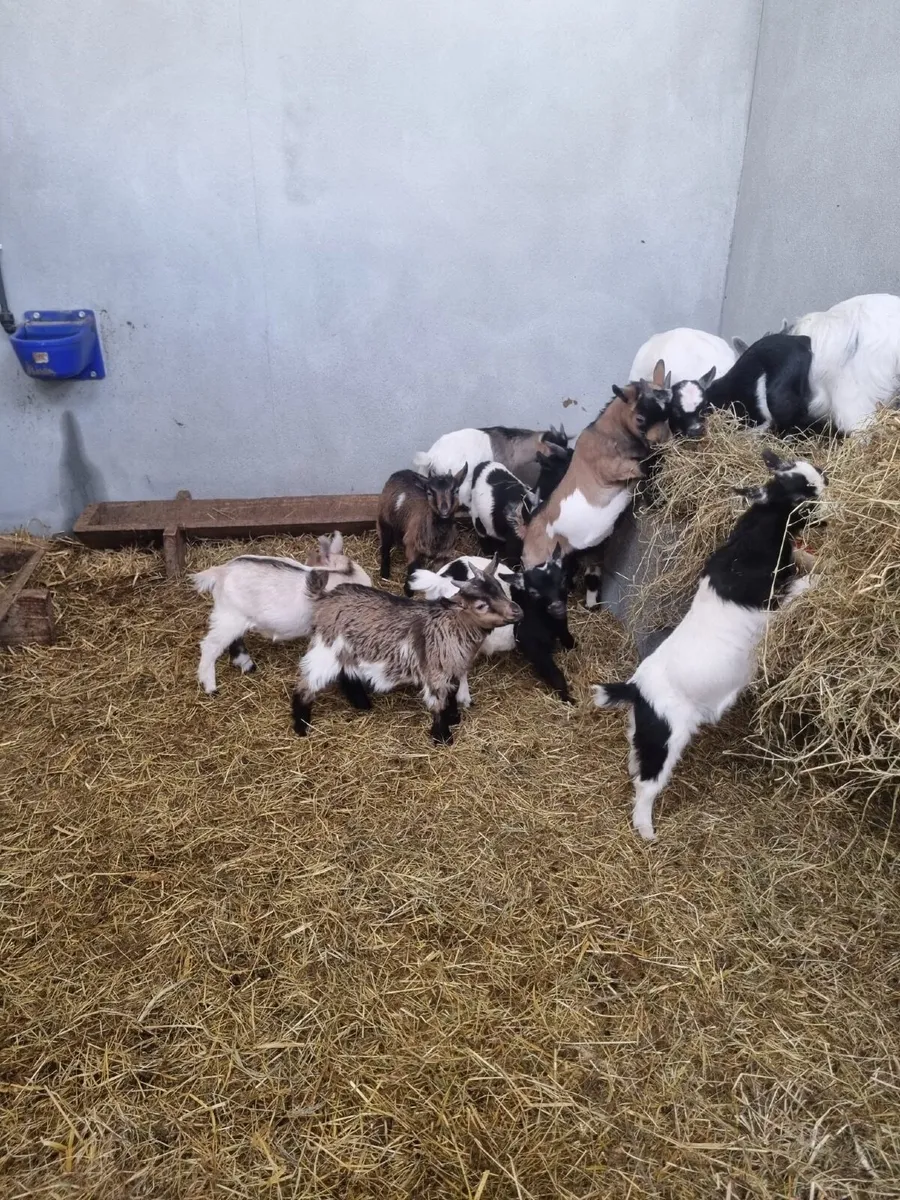 💥💥Pigmy goats 💥💥 - Image 3