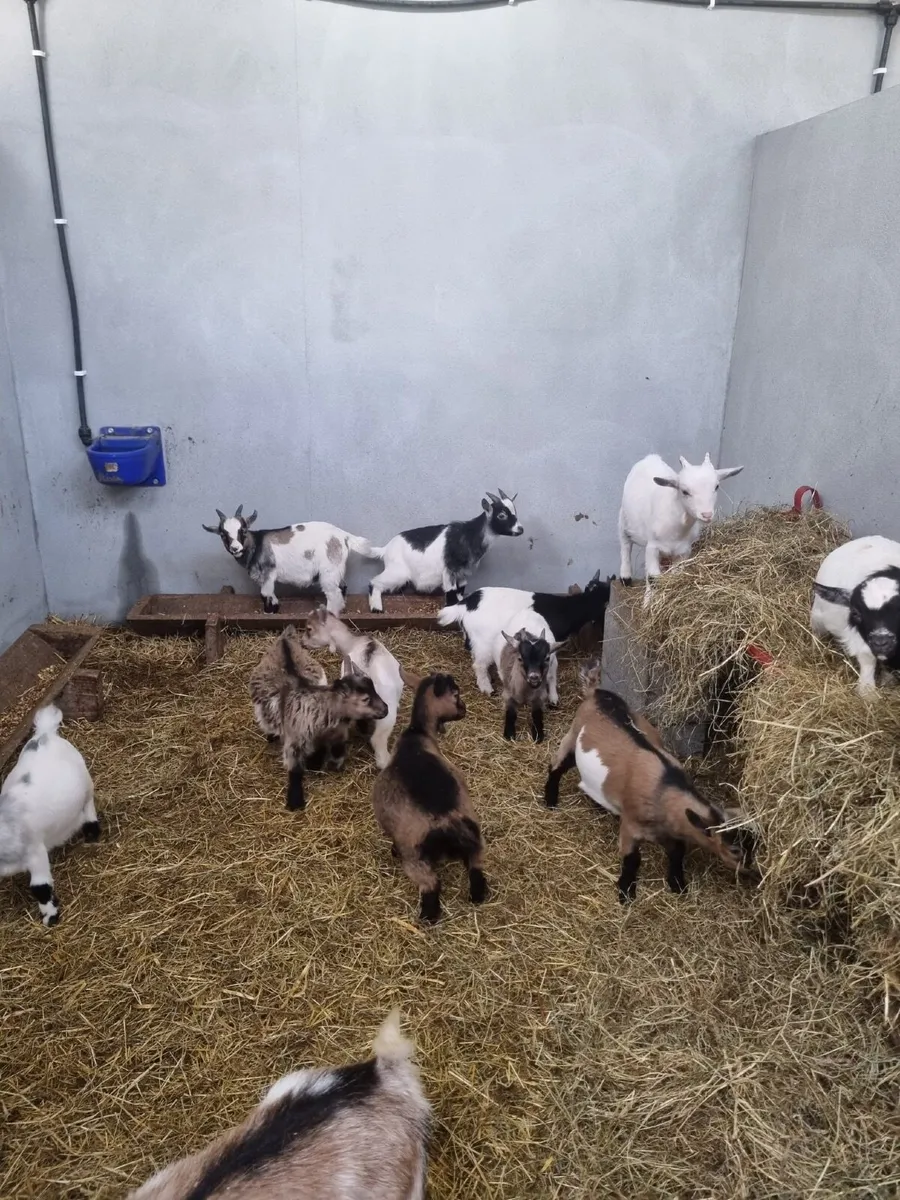 💥💥Pigmy goats 💥💥 - Image 1