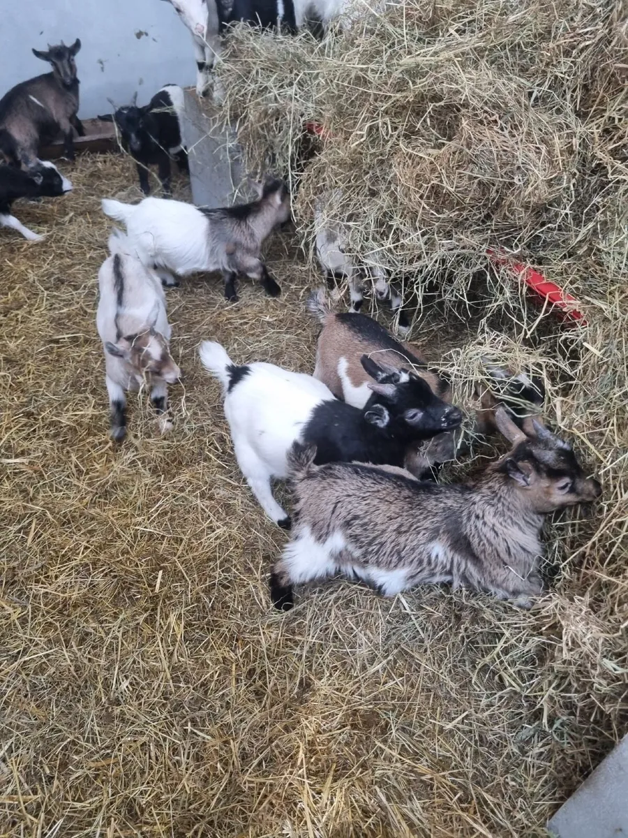💥💥Pigmy goats 💥💥 - Image 4