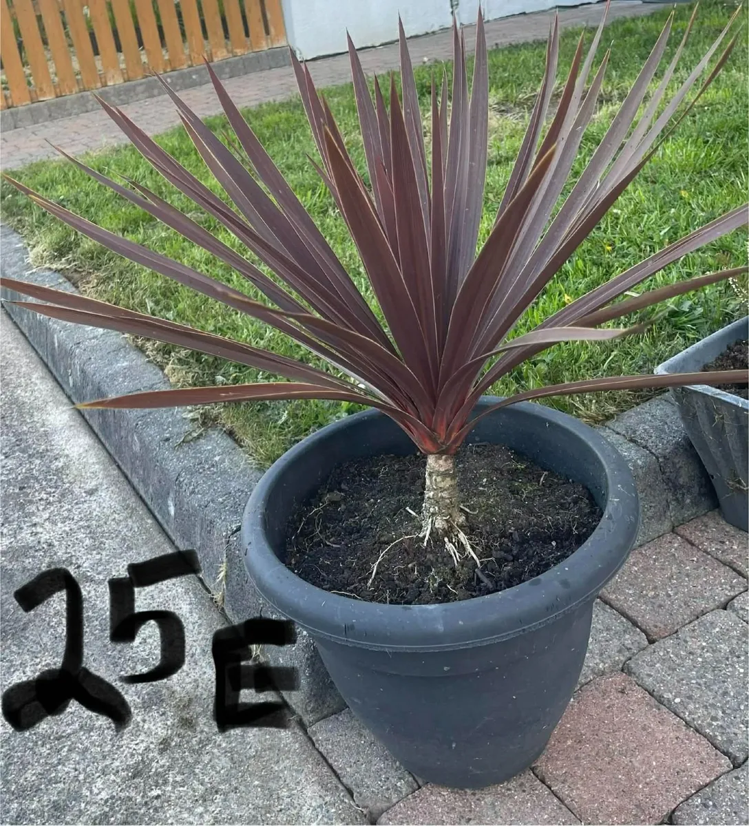 garden plants - Image 2