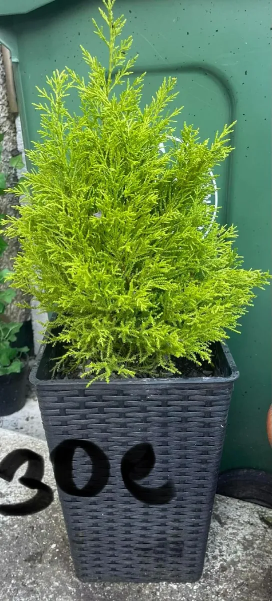 garden plants - Image 3