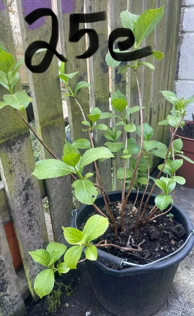 garden plants - Image 4