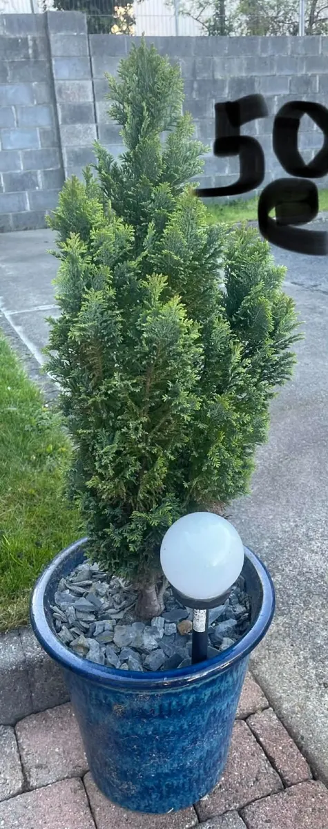 garden plants - Image 1