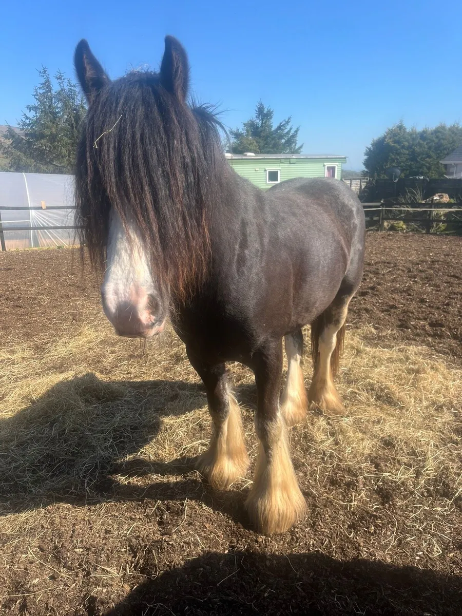 Cart harness and mare - Image 1