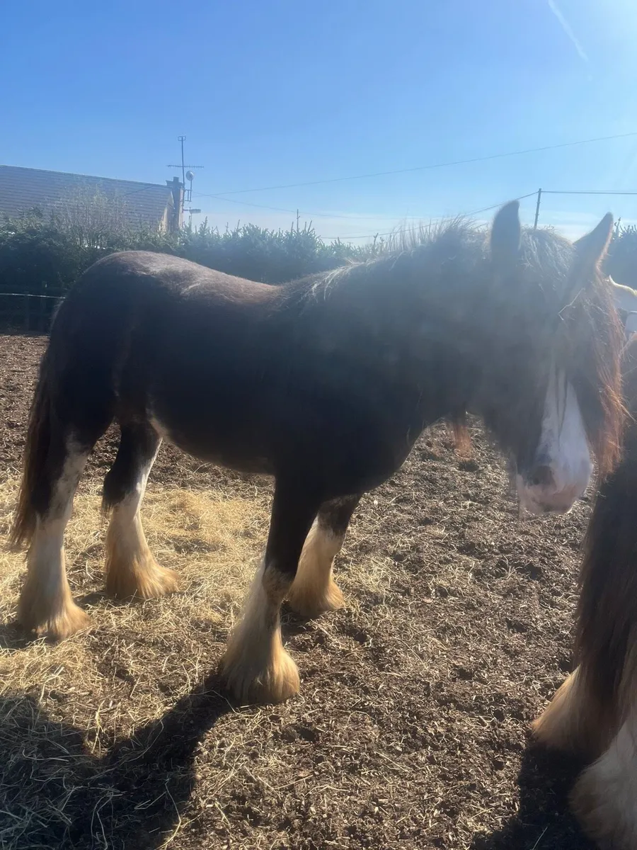 Cart harness and mare - Image 2