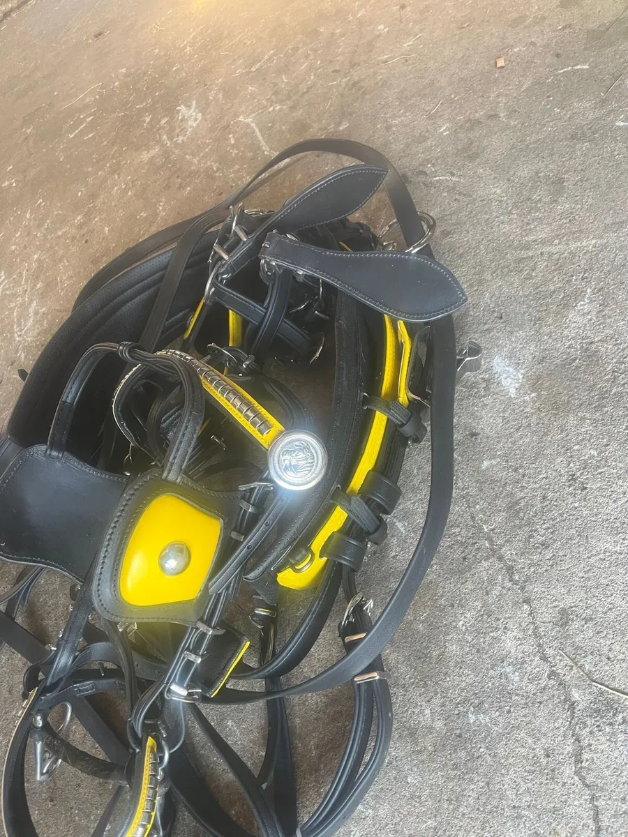 Cart harness and mare - Image 3