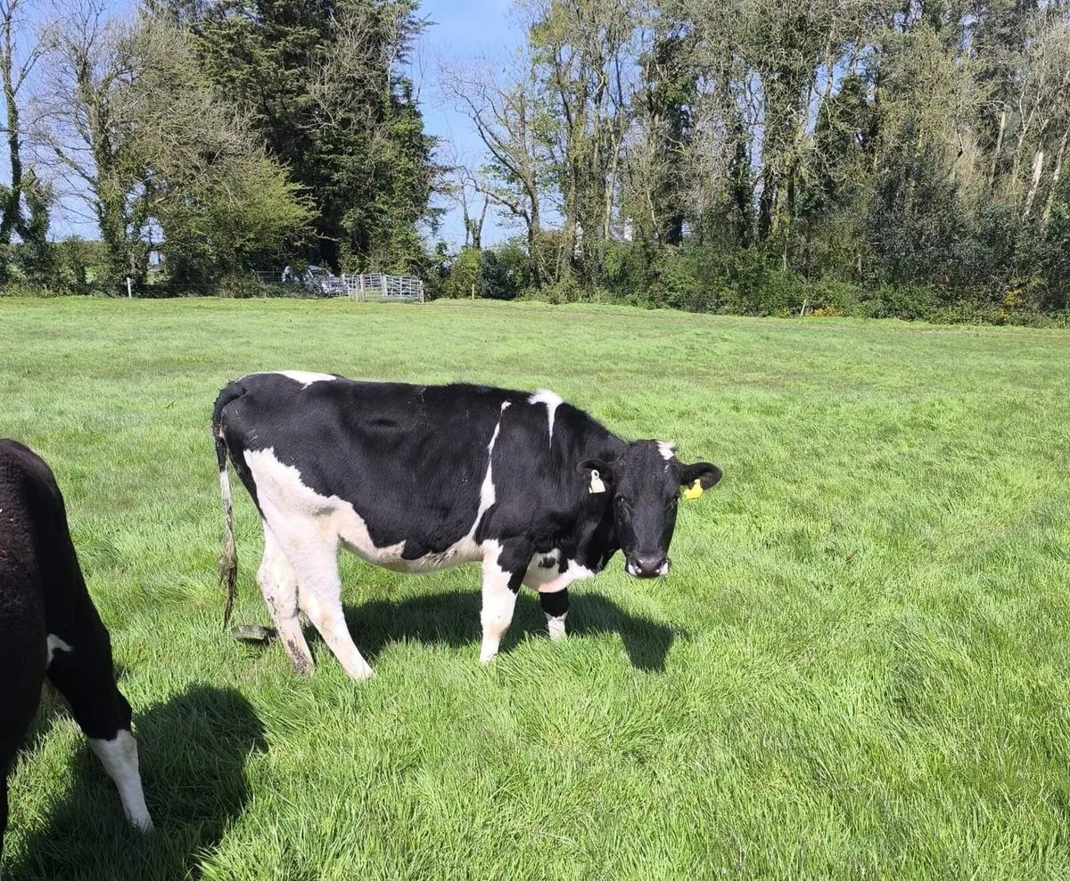 Maiden Friesian Dairy Heifers - Image 2