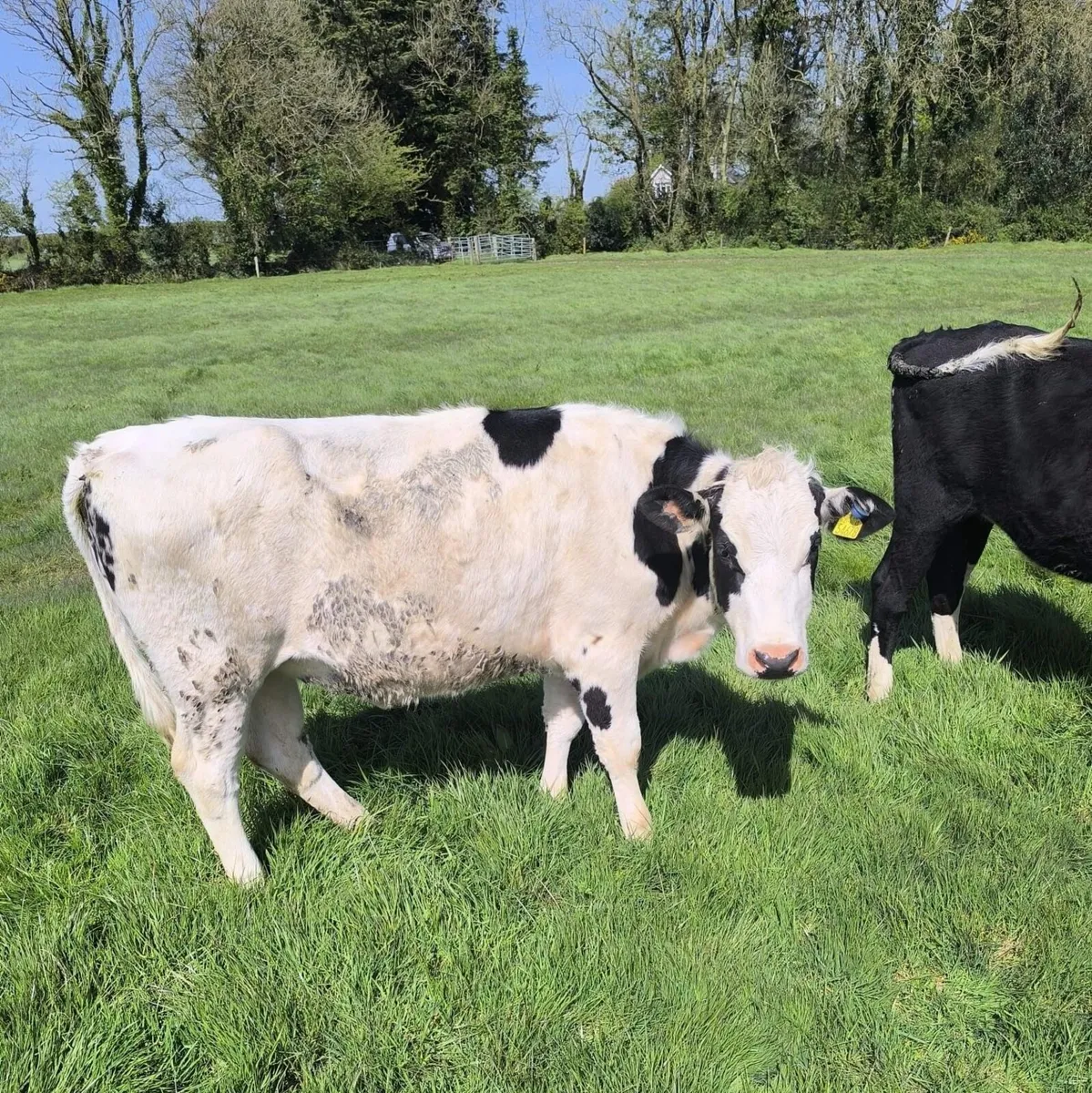 Maiden Friesian Dairy Heifers - Image 3