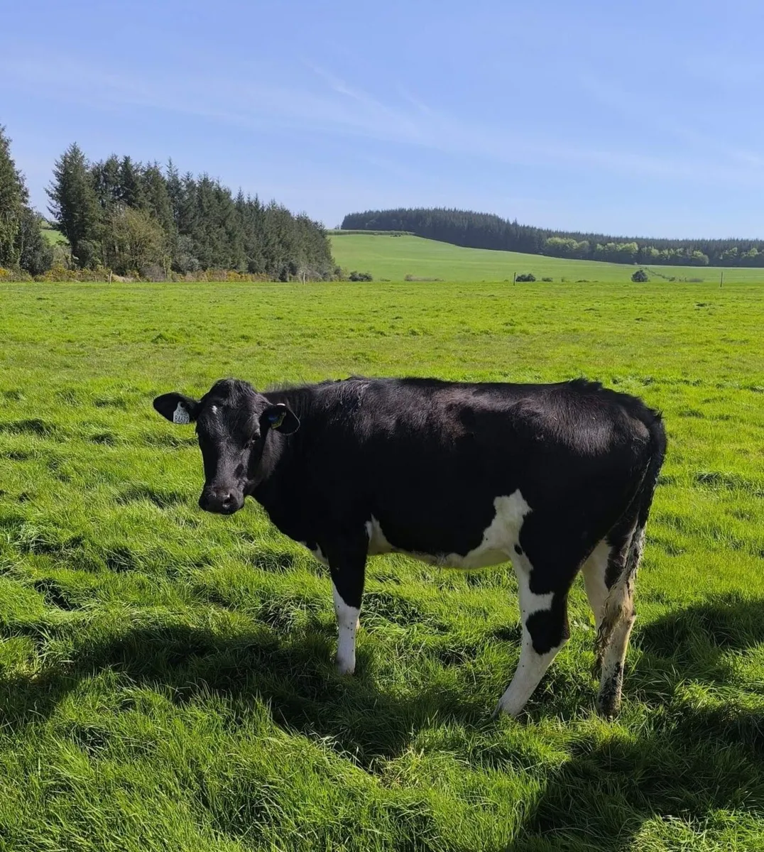 Maiden Friesian Dairy Heifers - Image 1