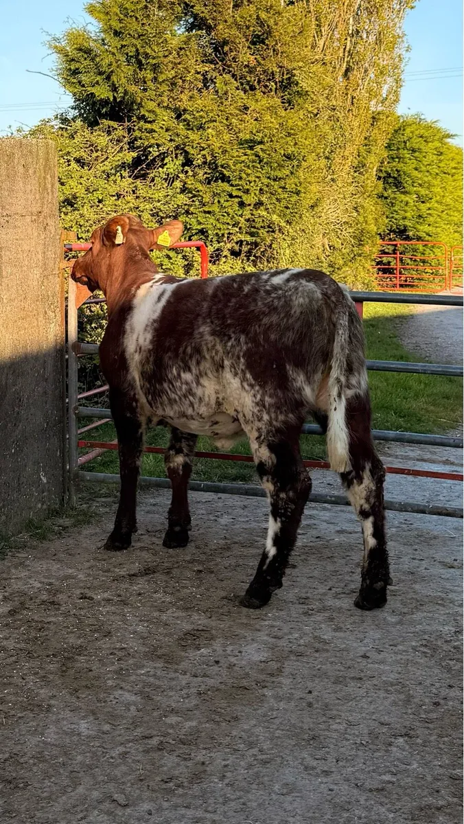 5 ⭐ Roan Shorthorn Heifer - Image 1