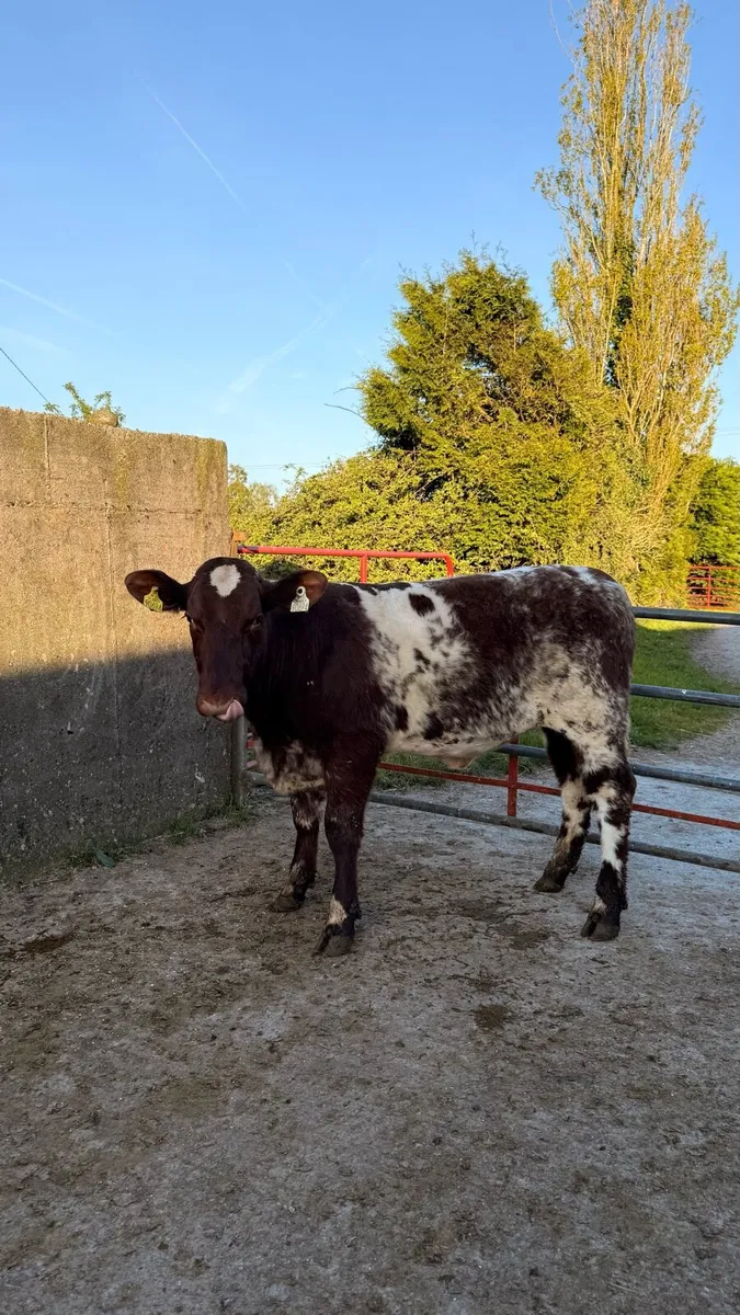 5 ⭐ Roan Shorthorn Heifer - Image 2