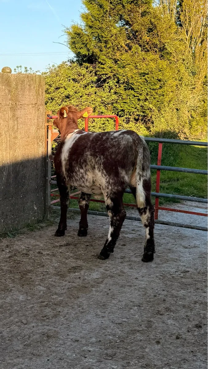 5 ⭐ Roan Shorthorn Heifer - Image 3