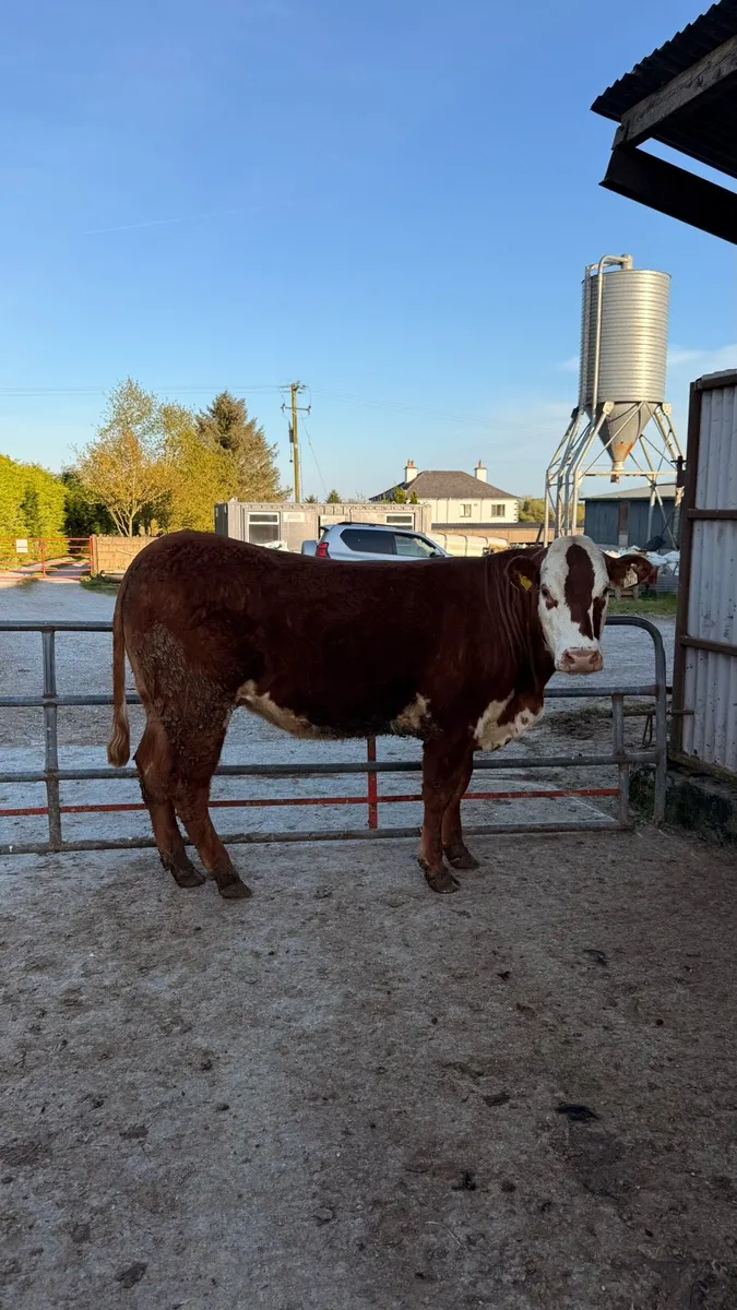 4 ⭐ Limousin Breeding Heifer
