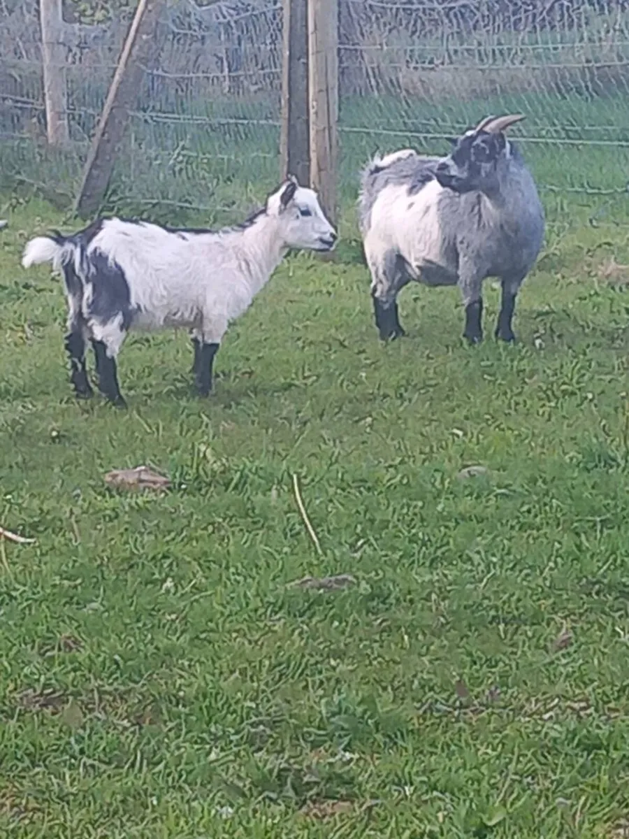 Female pygmy goat kid - Image 4