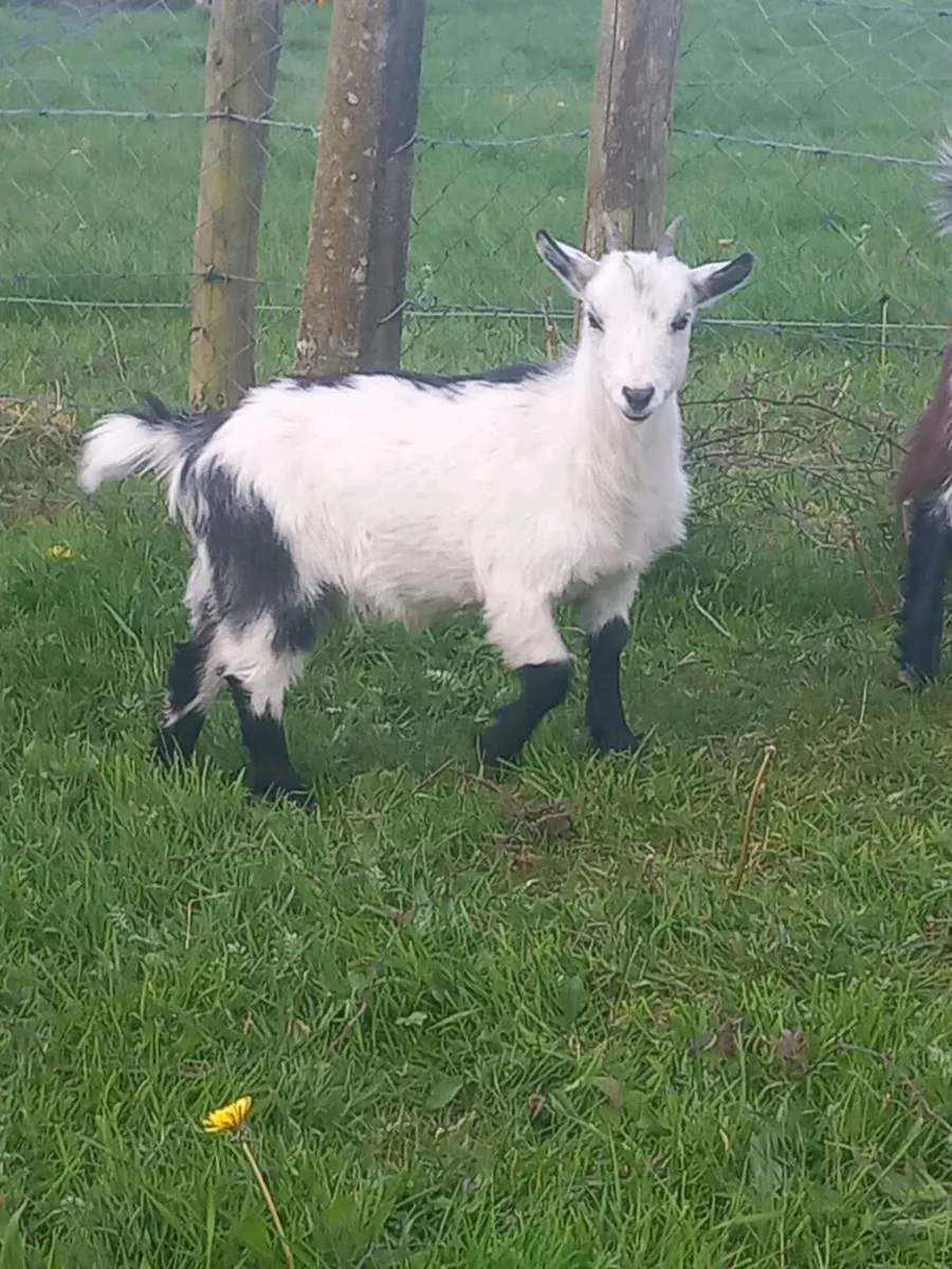 Female pygmy goat kid - Image 1