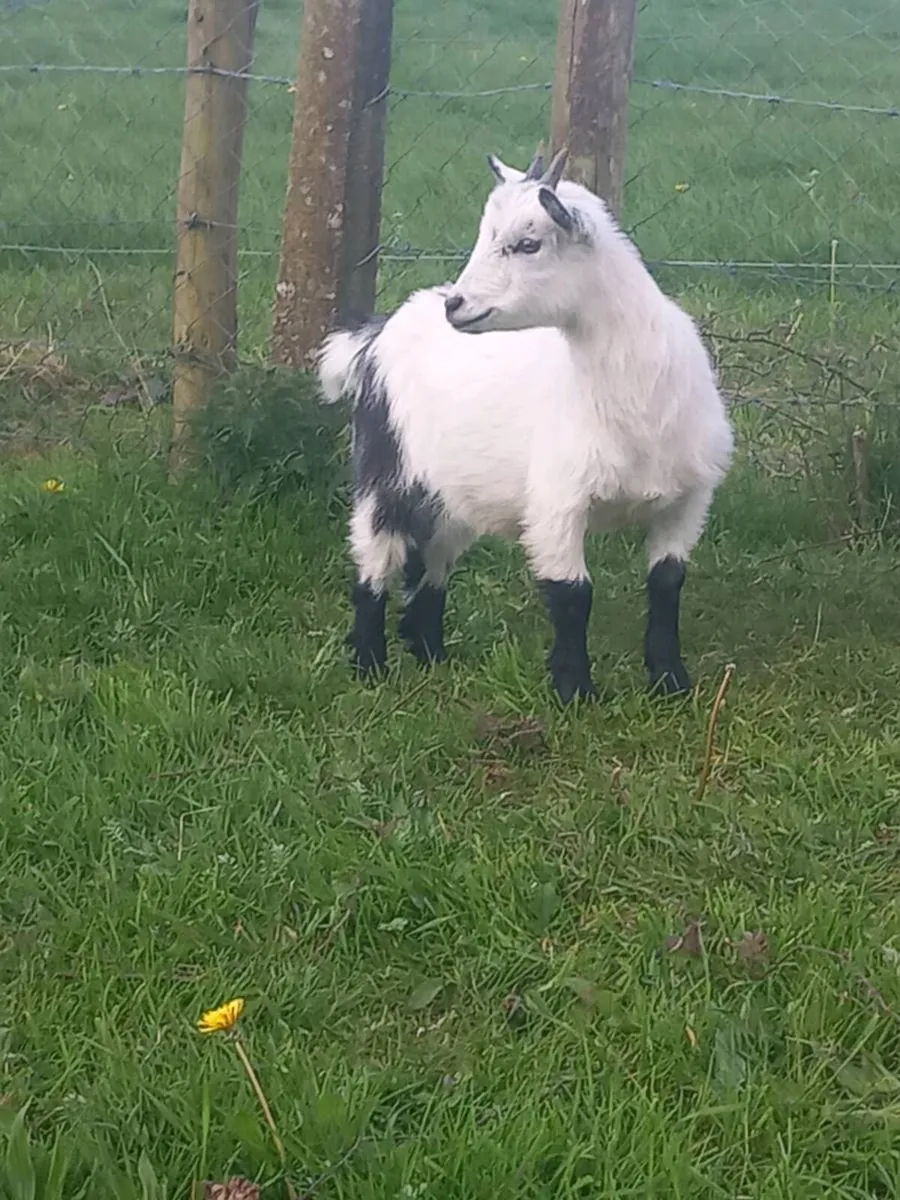 Female pygmy goat kid - Image 2